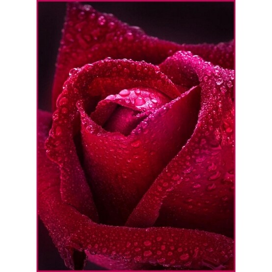 Фотообои бумажные Бархатная роза 2 листа 98х134