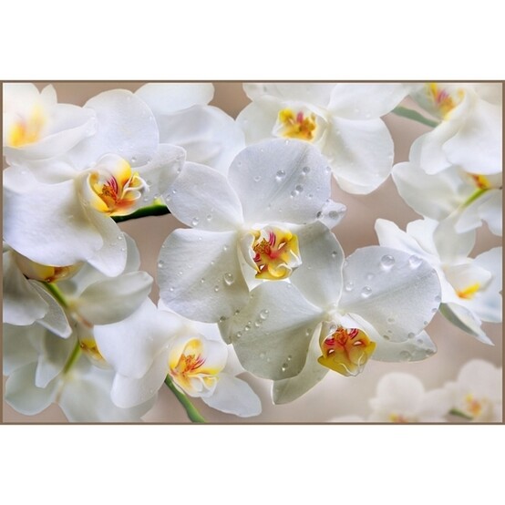 Фотообои бумажные Белая орхидея 4 листа 196х134
