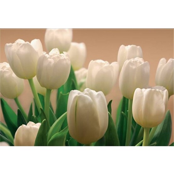 Фотообои бумажные Белые тюльпаны 9 листов 300х201