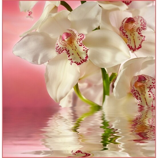 Фотообои бумажные Розовая орхидея 6 листов 196х201