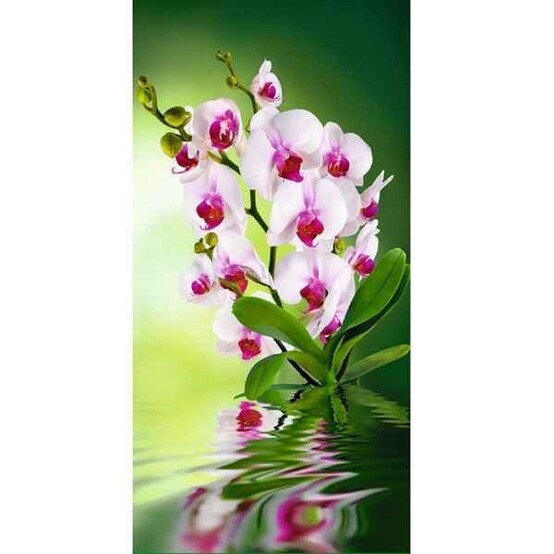 Фотообои бумажные Орхидея 6 листов 261*134 в тубе