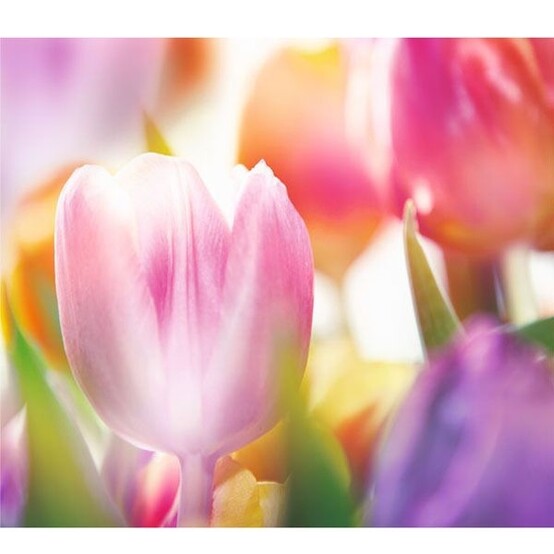 Фотообои бумажные Цветущая весна 12 листов 294х260