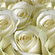 Фартук АБС пластик Белые розы 600*3000*1,4мм ЮПМП